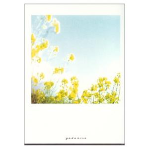 ポストカード【お花】yadanice/菜の花と空 (iroha）