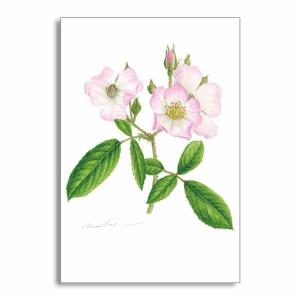 バラの花 イラストの商品一覧 通販 Yahoo ショッピング