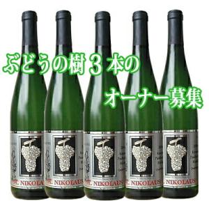 白ワイン ドイツ 2024年度 ★ぶどうの樹3本のオーナー募集★ 2200020014515 輸入元直送 ※2025年7月〜8月頃のお届け｜バッコス