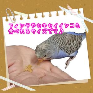 【送料無料:メール便】 Mazuri マズリ ...の詳細画像1
