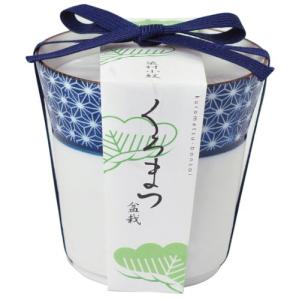 聖新陶芸 染付小紋盆栽栽培セット 黒松 GD-45201