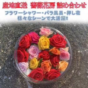 わけあり/お得 農家直送 産地直送 バラ 薔薇 花房 生花 詰め合わせ 約20〜30個 フラワーシャワー 押し花 セレモニー ポプリ フラワーアレンジメント 風呂 花材｜ゆきのうらビーチストアヤフー店