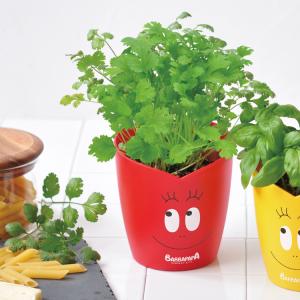 ガーデニング 栽培キット 室内 食育 育てる 家庭菜園 ハーブ 野菜 果物 インテリア 栽培キット バーバブラボー パクチー栽培セット ラッピング対応 Bm Rooming 通販 Yahoo ショッピング