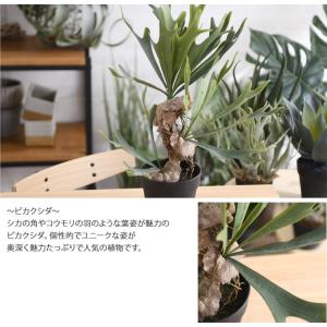観葉植物 フェイクグリーン インテリアグリーン...の詳細画像2