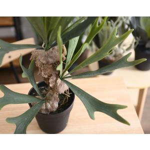 観葉植物 フェイクグリーン インテリアグリーン...の詳細画像5