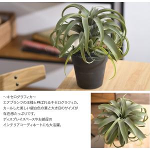 観葉植物 フェイクグリーン インテリアグリーン...の詳細画像2