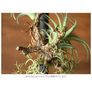 観葉植物 造花 フェイクグリーン インテリアグ...の詳細画像3