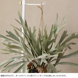 フェイクグリーン おしゃれ ハンギング シダ ...の詳細画像4