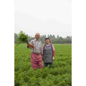 離乳食 無添加 ベビーフード オーガニック 有...の詳細画像3