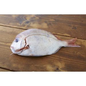 離乳食 無添加 ベビーフード オーガニック 有...の詳細画像1