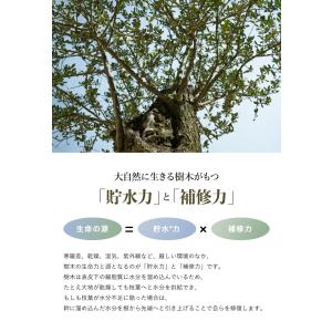 詰め替え バイツリーズ うるモイストシャンプー...の詳細画像2