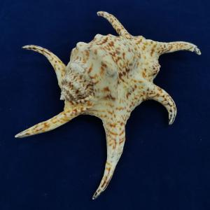 beautybase_suijigai-04