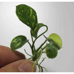 アヌビアスナナ　班入り（１株）無農薬　◆白い斑が華やか◆