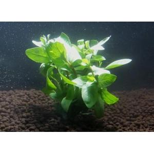 ハイグロフィラ・ポリスペルマ（５本）国産無農薬 ◆ライトグリーンの葉が綺麗◆