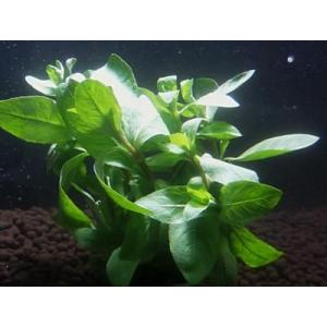 ハイグロフィラ・ポリスペルマ(5本)国産無農薬...の詳細画像1