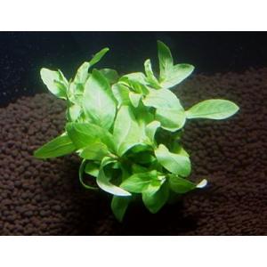 ハイグロフィラ・ポリスペルマ(5本)国産無農薬...の詳細画像2