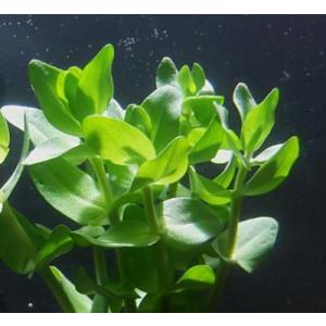 ウォーターバコパ(5本)水上葉 国産無農薬 ◆...の詳細画像1