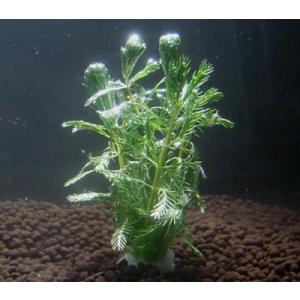 オレンジミリオフィラム（５本）水上葉 国産無農薬 ◆オレンジ色がキレイ◆