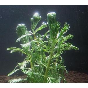 オレンジミリオフィラム(5本)水上葉 国産無農...の詳細画像1