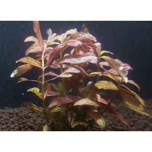 ロザエネルビスの商品一覧 通販 Yahoo ショッピング