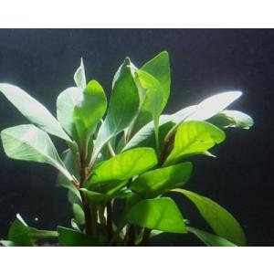 レッドルドウィジア（５本）水上葉 国産無農薬 ◆赤色系の丈夫な水草◆