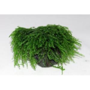 ウィーピングモス（玄武岩活着タイプ）国産無農薬　◆ライトグリーンが美しいモス◆