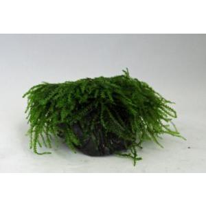 ウィーピングモス(玄武岩活着タイプ)国産無農薬...の詳細画像1