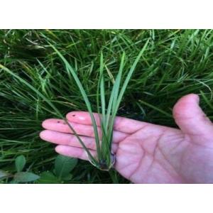 アルコス（２本) 国産 ◆流木や石に着生する丈夫な水草◆