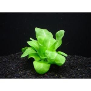 ウォーターローズ（２本)　国産 ◆バラのように美しい◆