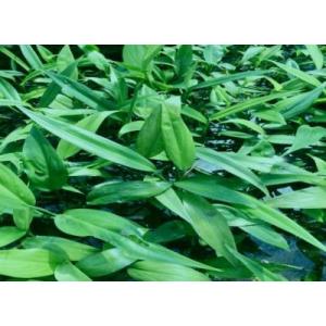 ヤマサキカズラ（１本）国産無農薬 ◆丈夫◆