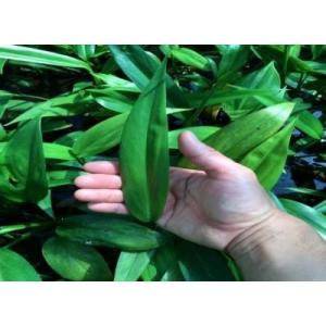 ヤマサキカズラ(1本)国産無農薬 ◆丈夫◆の詳細画像1