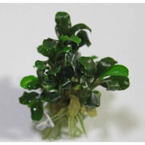 ブセファンドラ・グリーンウェイビーリーフ(1株）無農薬　◆水中で花も咲く丈夫なブセファンドラ◆