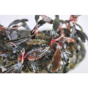 ブセファランドラ　sp クダガン 1株　◆赤色系のきれいなブセファンドラ　水中で花も咲き丈夫◆