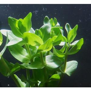 ウォーターバコパ(5本)水上葉 国産無農薬 ◆...の詳細画像1