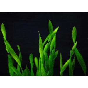 スクリュー・バリスネリア(5本)国産無農薬 ◆...の詳細画像1