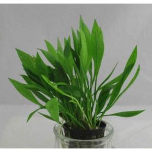 エキノドルス・グリセバキー　◆小型のエキノドルス◆