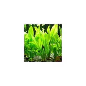 ミクロソリウム・トライデント ミニ (3株) ◇超希少種 大きく