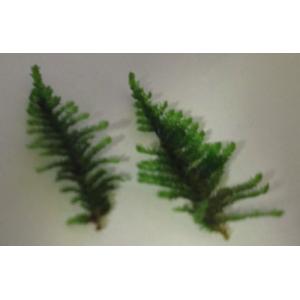 サムライモス（５葉）国産無農薬 ◆三角の葉が綺麗◆