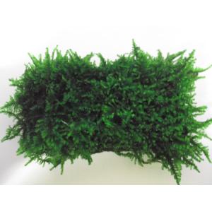サムライモス(5葉)国産無農薬 ◆三角の葉が綺麗◆の詳細画像1