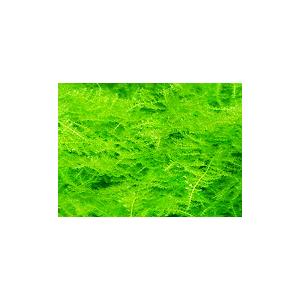 南米ウィローモス（１カップ）国産無農薬 ◆繊細な三角葉を展開◆