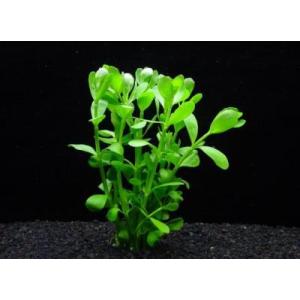 アヌビアス・スターダスト（1株）無農薬 ◇葉脈部が白くなる小型の
