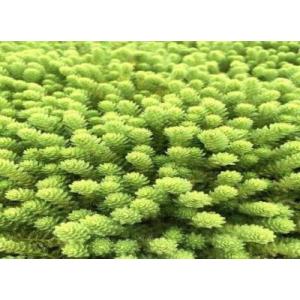 ミリオフィラム・ガイアナドワーフ(5本) 国産無...の商品画像