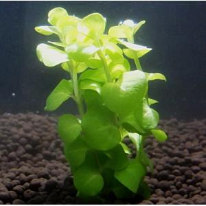 イエローリシマキア（５本） 国産無農薬　◆小さい黄緑の丸い葉がかわいい◆