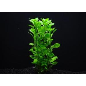 ルドウィジアグリーン（５本）水上葉 国産無農薬　◆緑色のルヴィジア◆