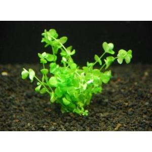 ラージパールグラス（30本）◆ライトグリーンの葉が美しい◆ 国産無農薬
