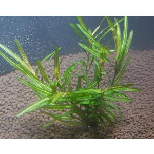 センニンモ(5本)国産無農薬 ◆独特の形が美しい◆の詳細画像1