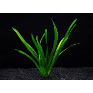 バリスネリア・スピラリス（３本）国産無農薬　◆丈夫なテープ状水草◆
