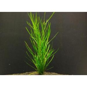 ヤナギモ（５本）国産無農薬　◆日本に自生する繊細な有茎種◆