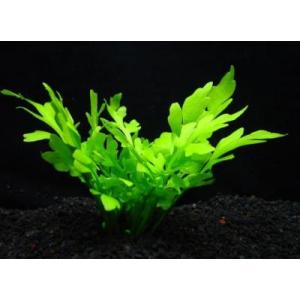 ミクロソリウム・トライデント ミニ (3株) ◇超希少種 大きくならない