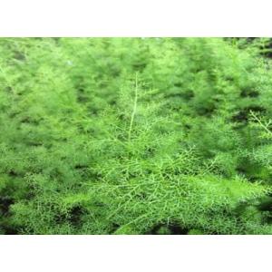 ファインリーフ・ラオススプライト（３株）国産　◆気泡をたくさんつけるシダ◆